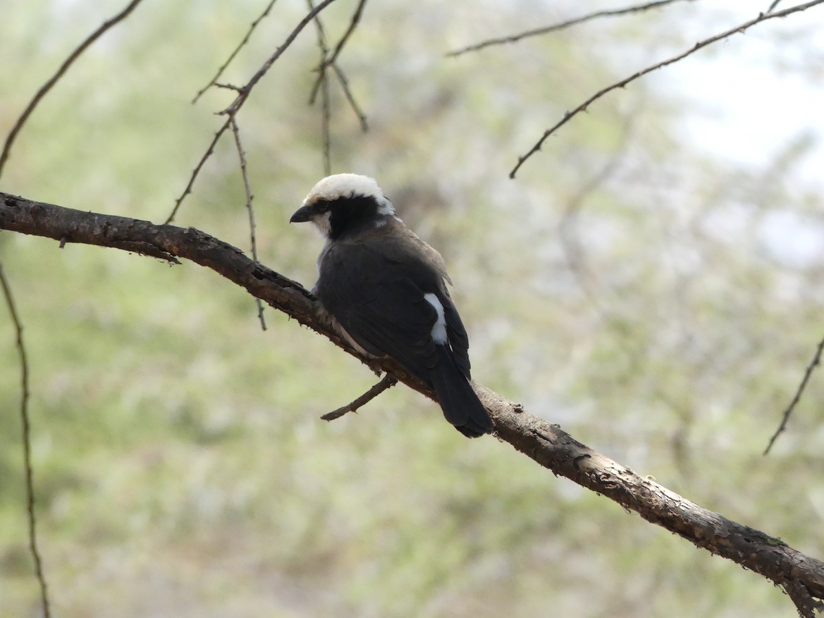 White-rumped Shrike - ML643589101