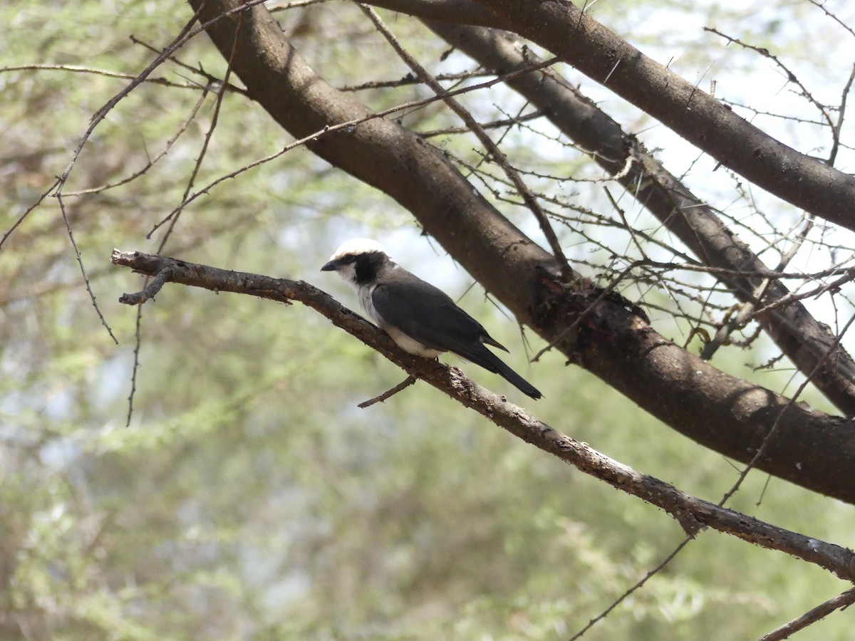 White-rumped Shrike - ML643589102