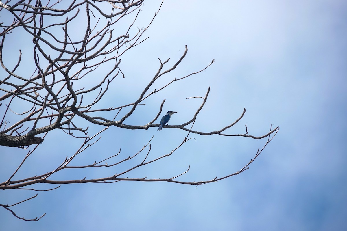 Collared Kingfisher - ML643589106