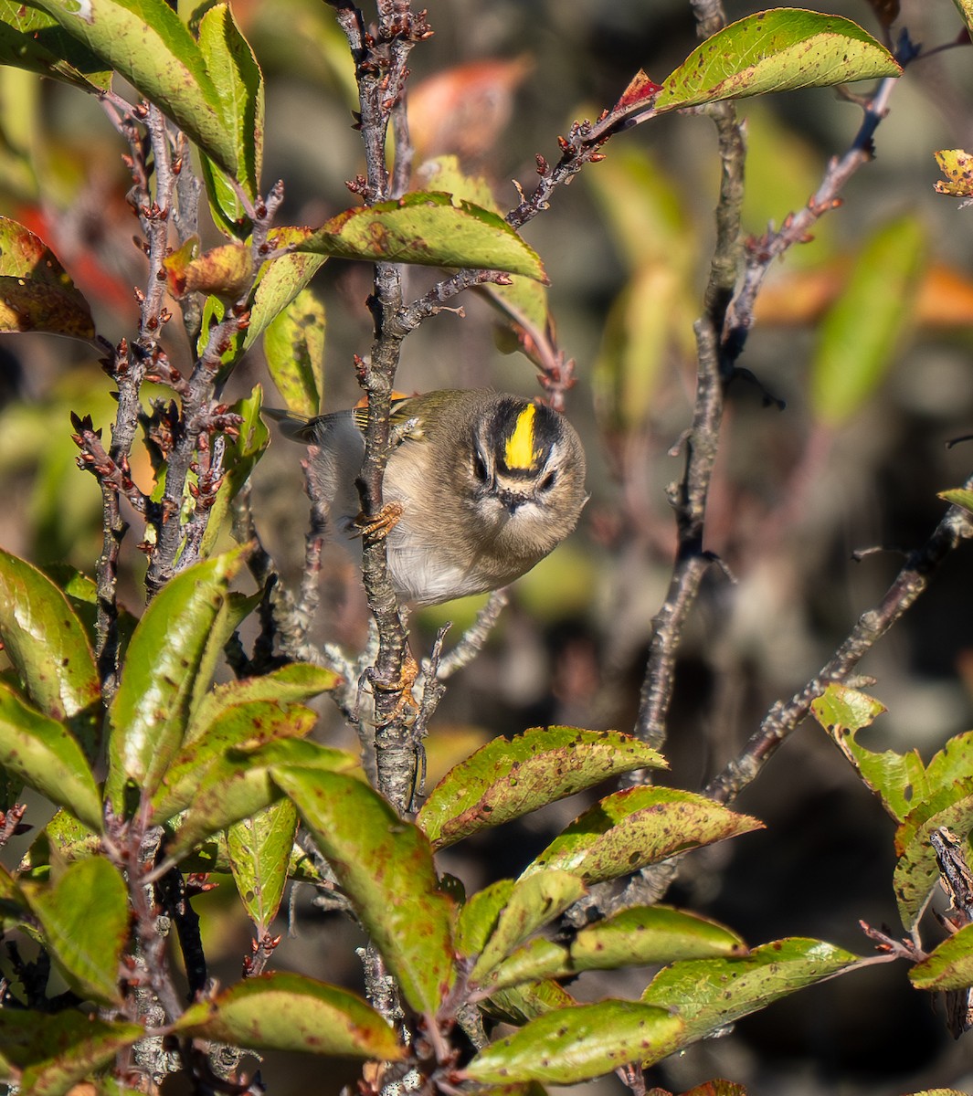 Golden-crowned Kinglet - ML643589108
