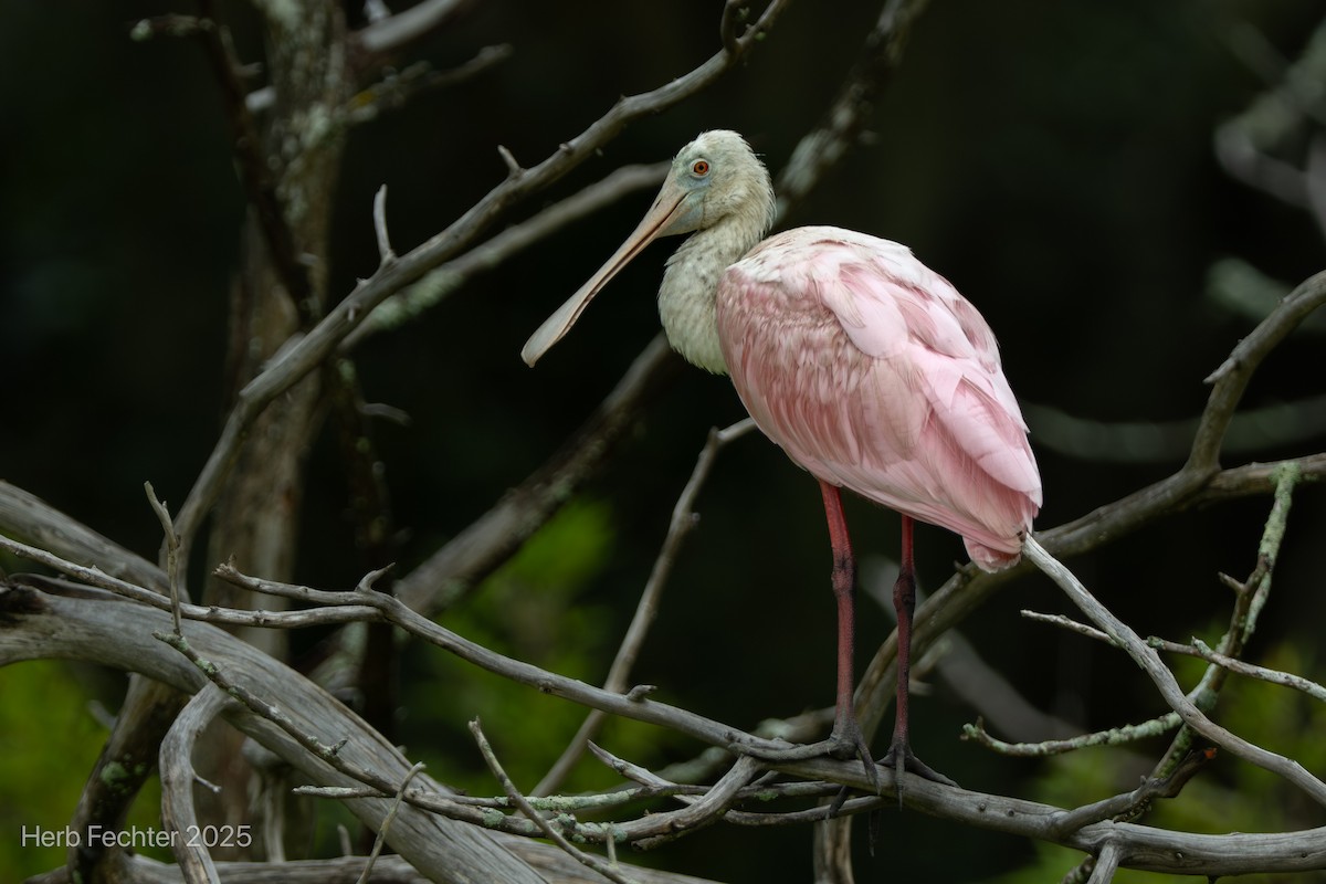 Roseate Spoonbill - ML643589109