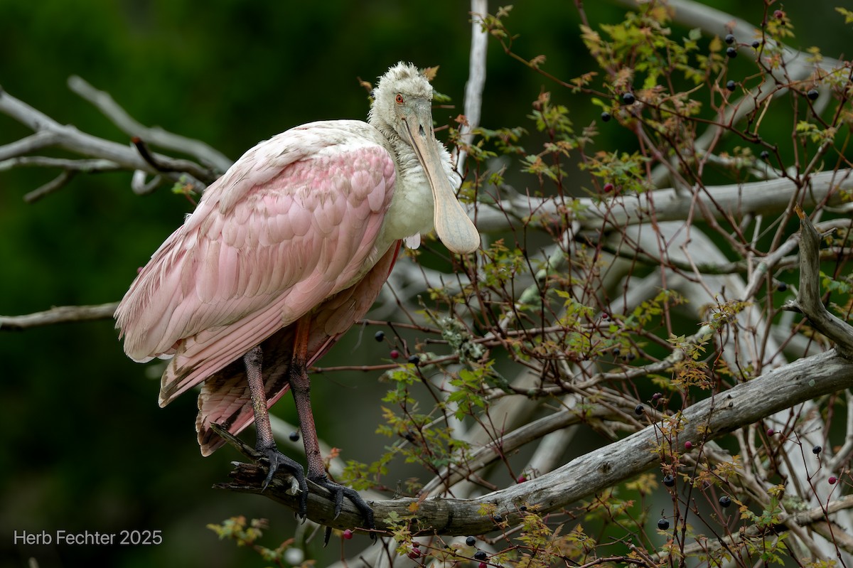 Roseate Spoonbill - ML643589110