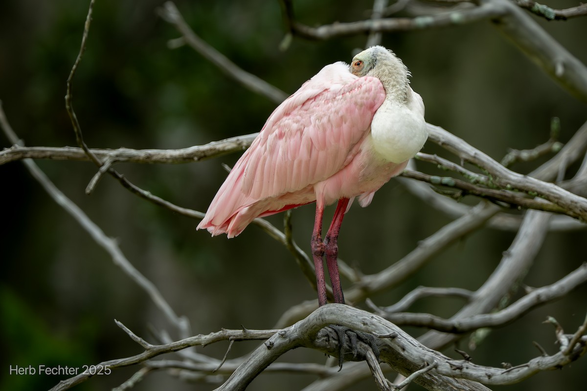 Roseate Spoonbill - ML643589111