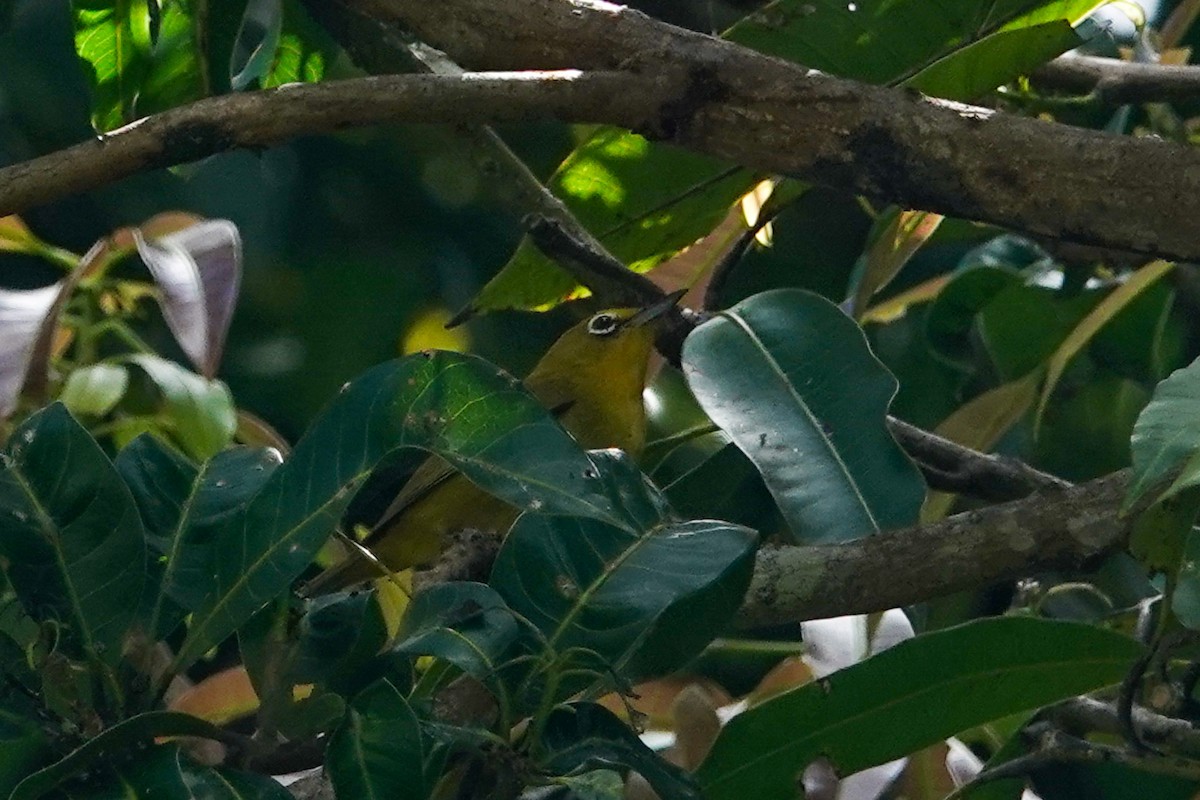 Lemon-bellied White-eye - ML643589113