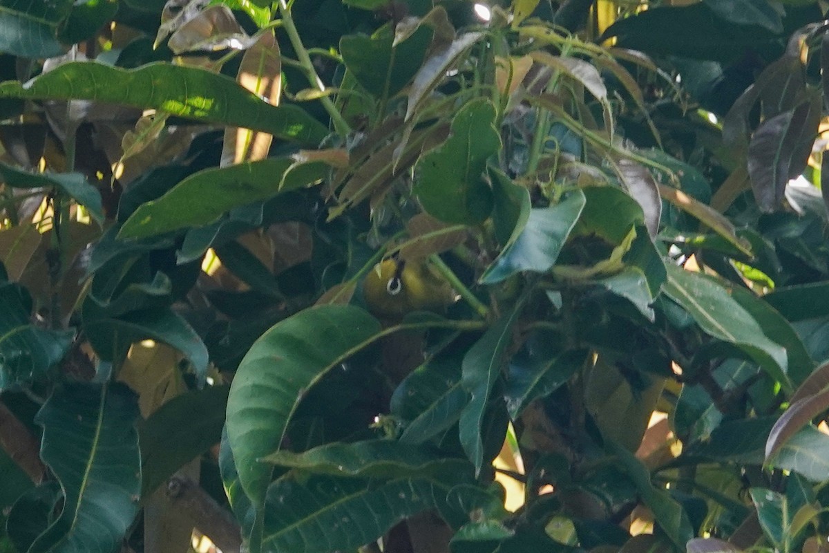 Lemon-bellied White-eye - ML643589114