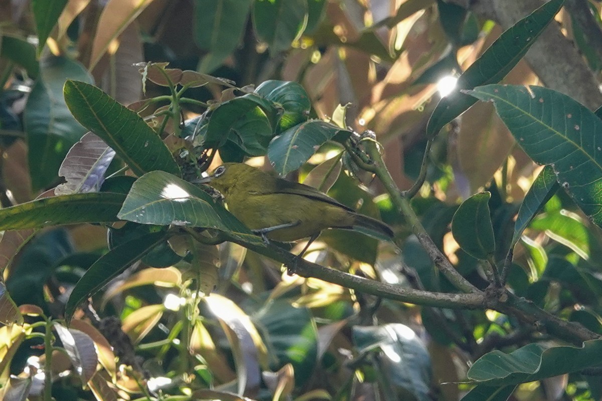 Lemon-bellied White-eye - ML643589115