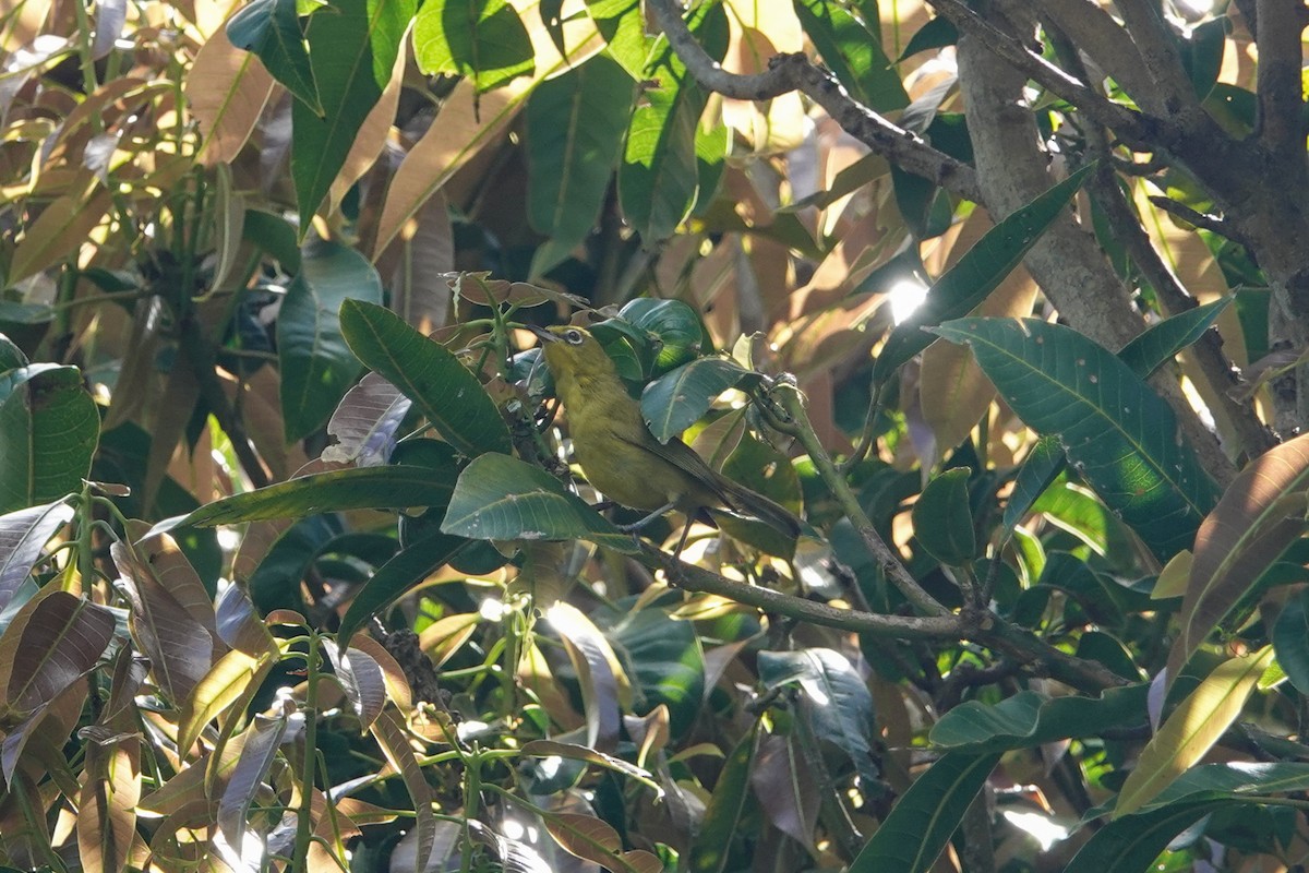 Lemon-bellied White-eye - ML643589116