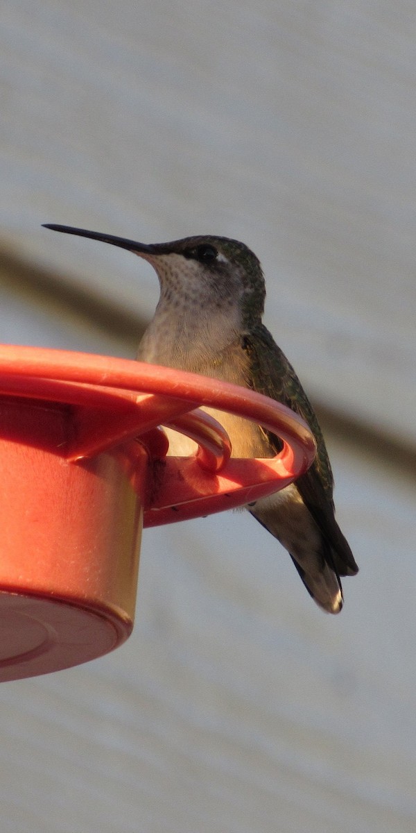 Colibrí Gorjirrubí - ML643589117