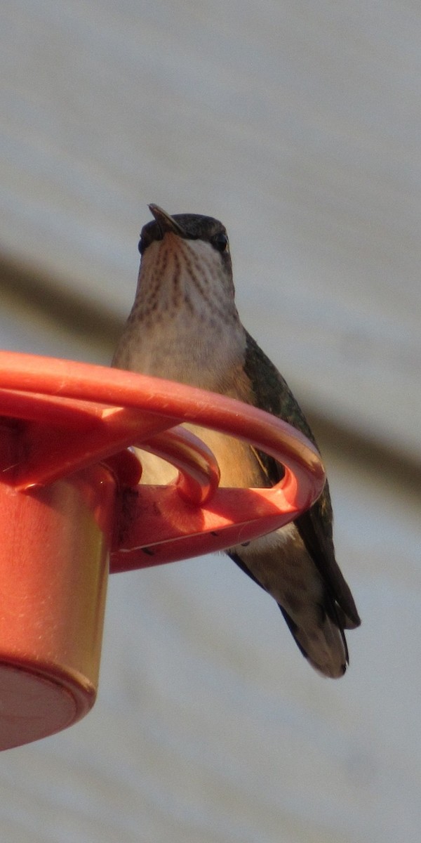 Colibrí Gorjirrubí - ML643589118