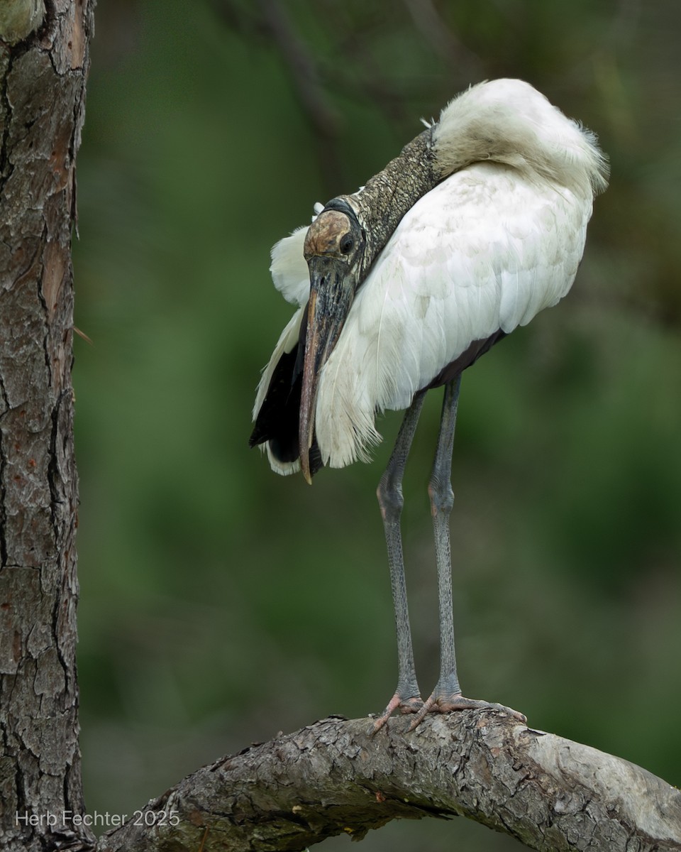 Wood Stork - ML643589124