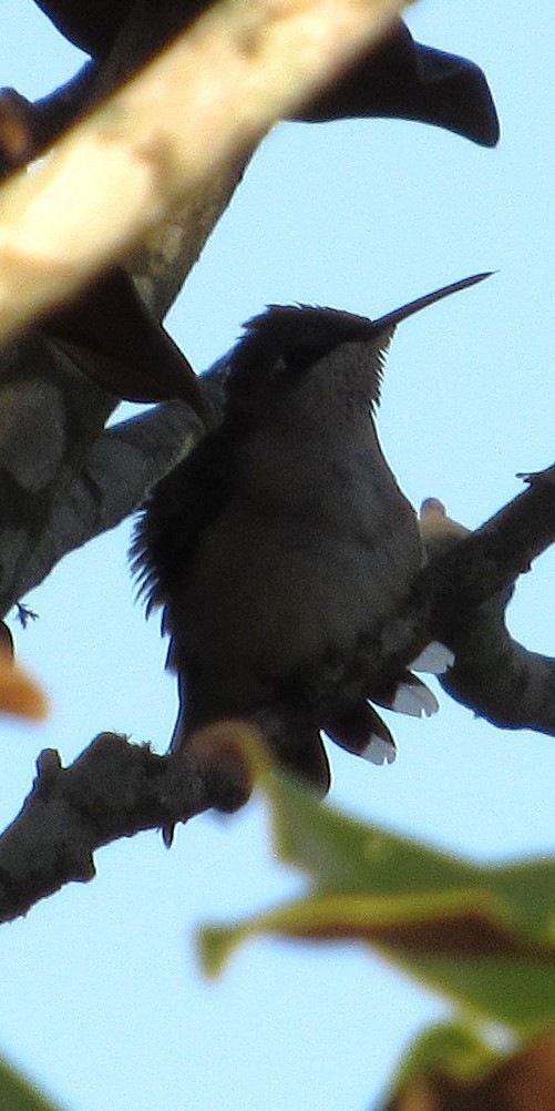 Colibrí Gorjirrubí - ML643589127