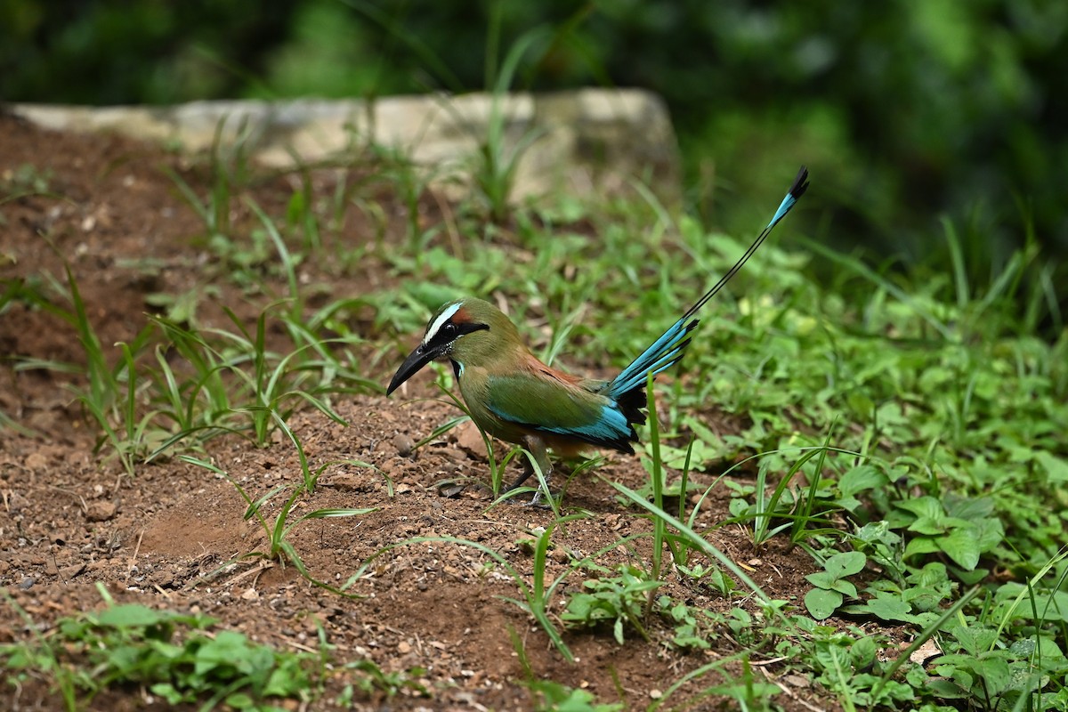 Turquoise-browed Motmot - ML643589133