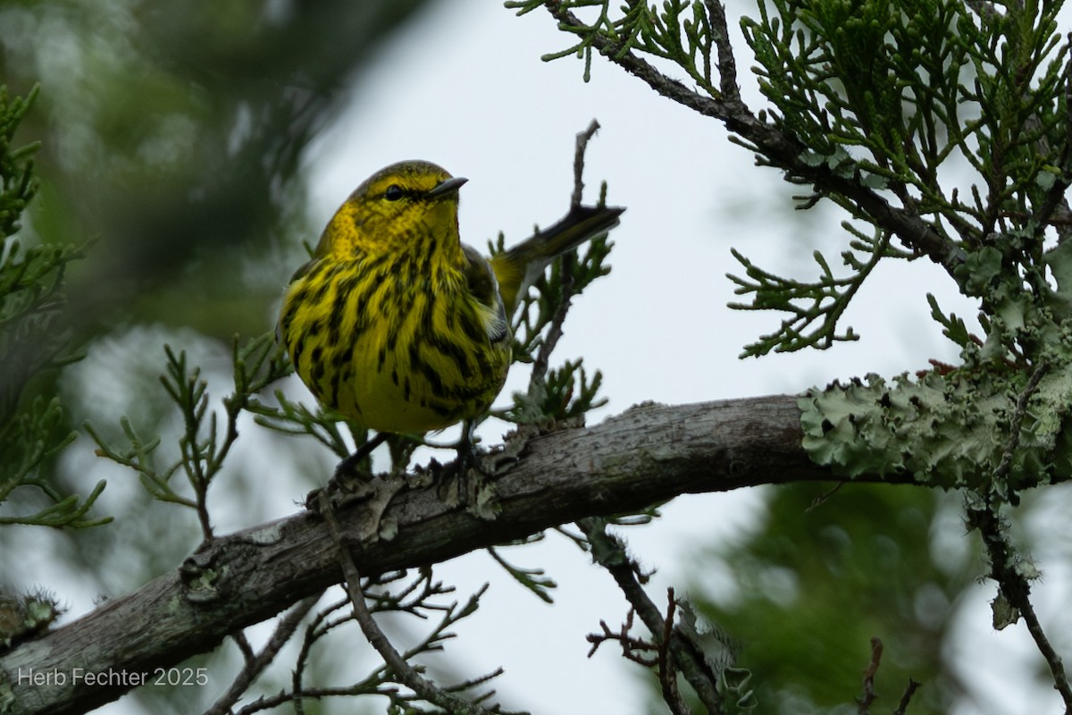 Cape May Warbler - ML643589134