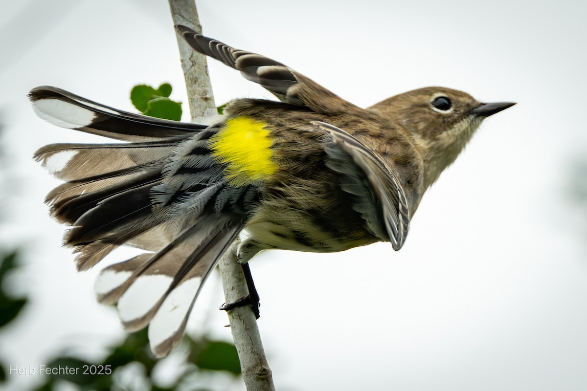 Yellow-rumped Warbler - ML643589139
