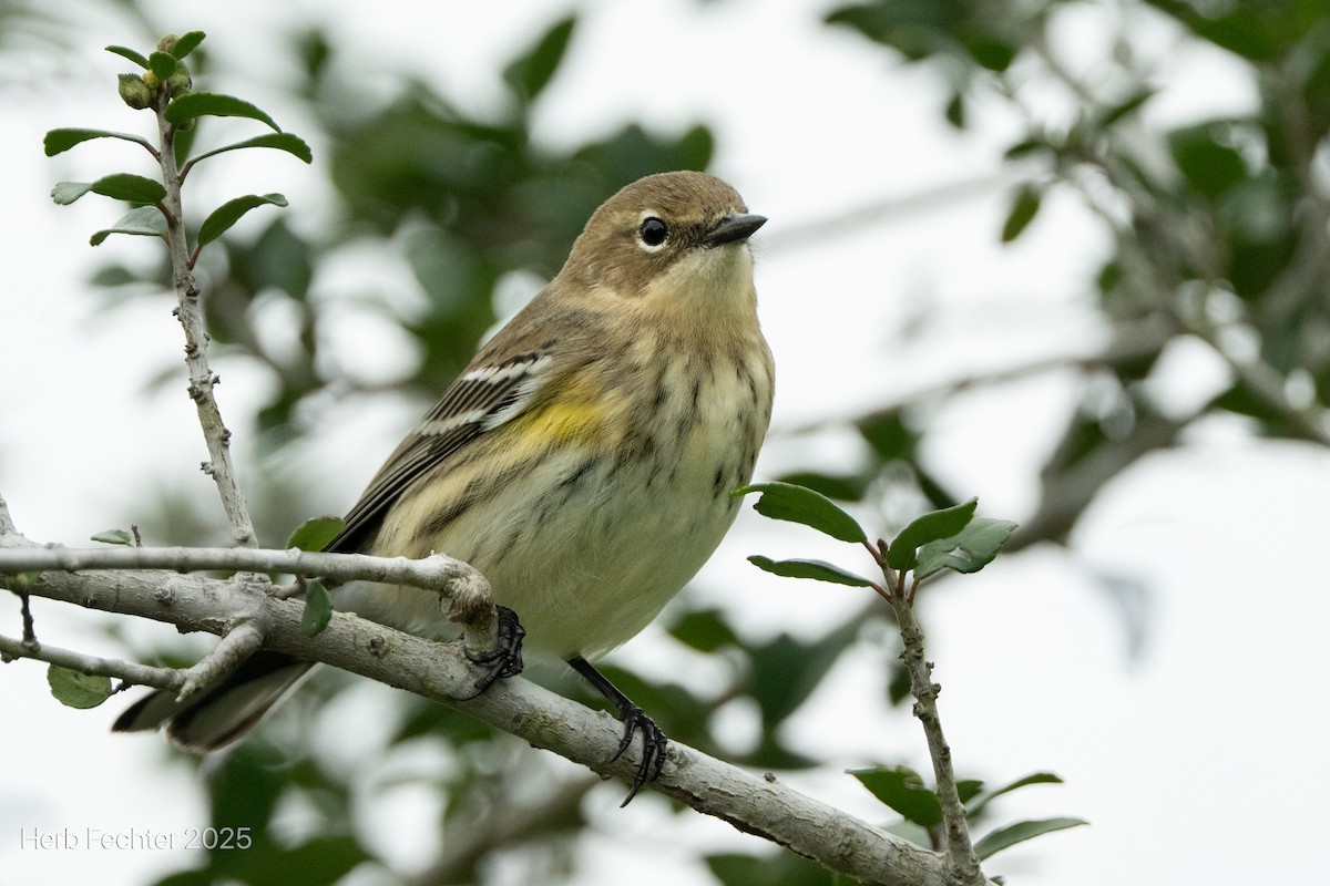 Yellow-rumped Warbler - ML643589140