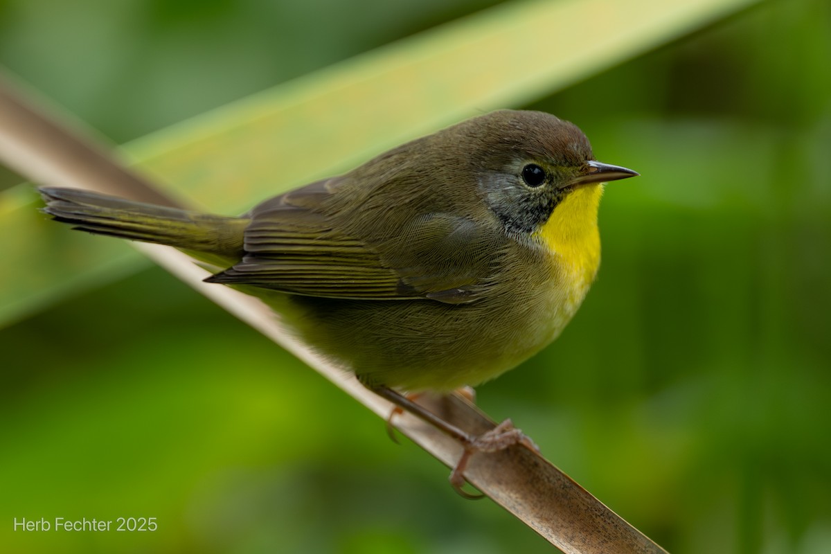 Common Yellowthroat - ML643589146