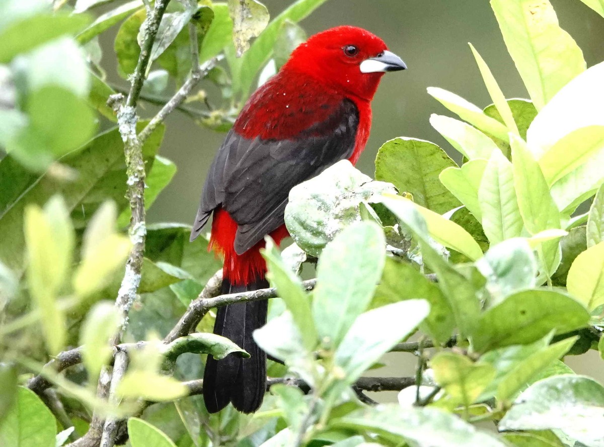 Brazilian Tanager - ML643589155