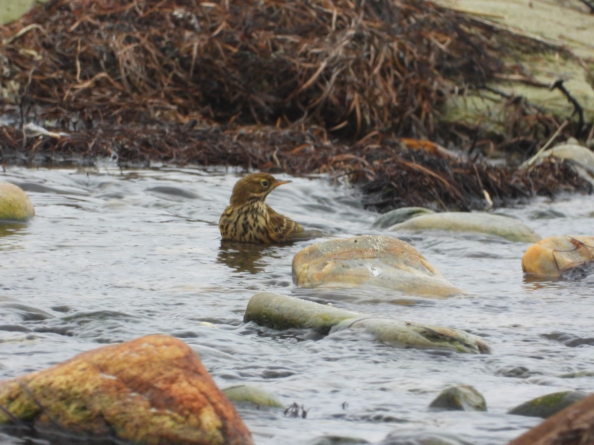 草地鷚 - ML643589160