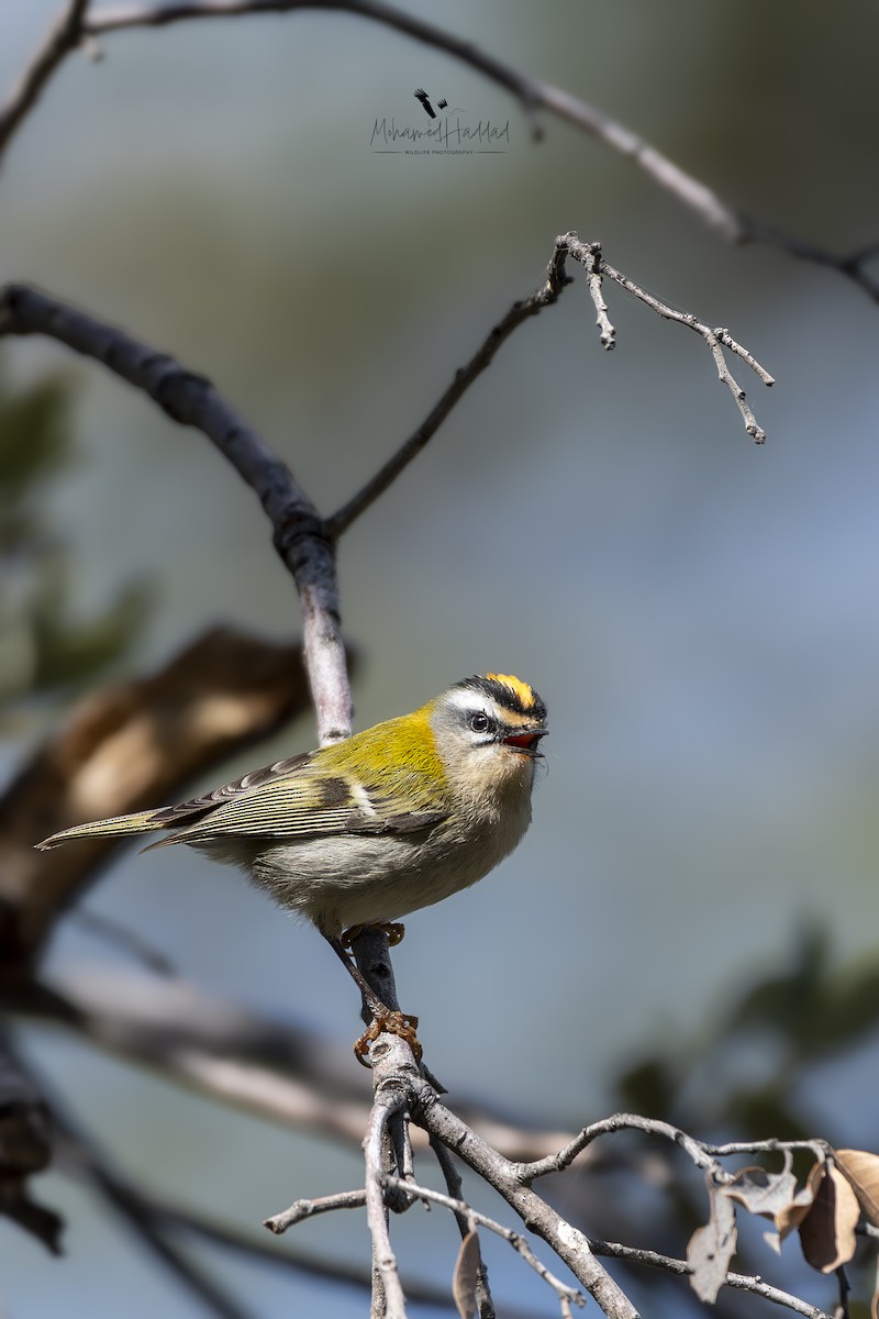 Common Firecrest - ML643589162