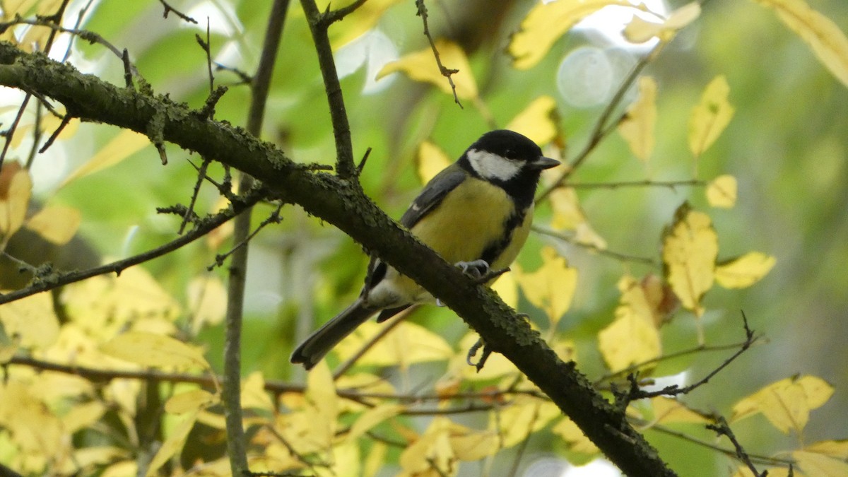 Great Tit - ML643589170