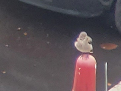 Gray Monjita - ML643589171