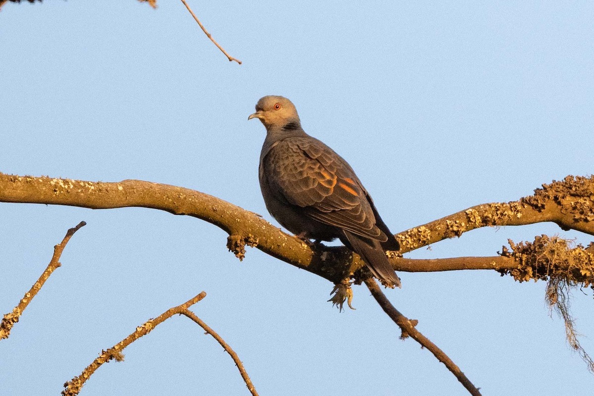 Dusky Turtle-Dove - ML643589214