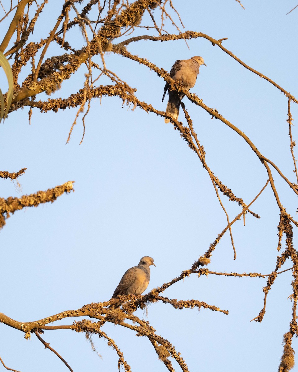 Dusky Turtle-Dove - ML643589215