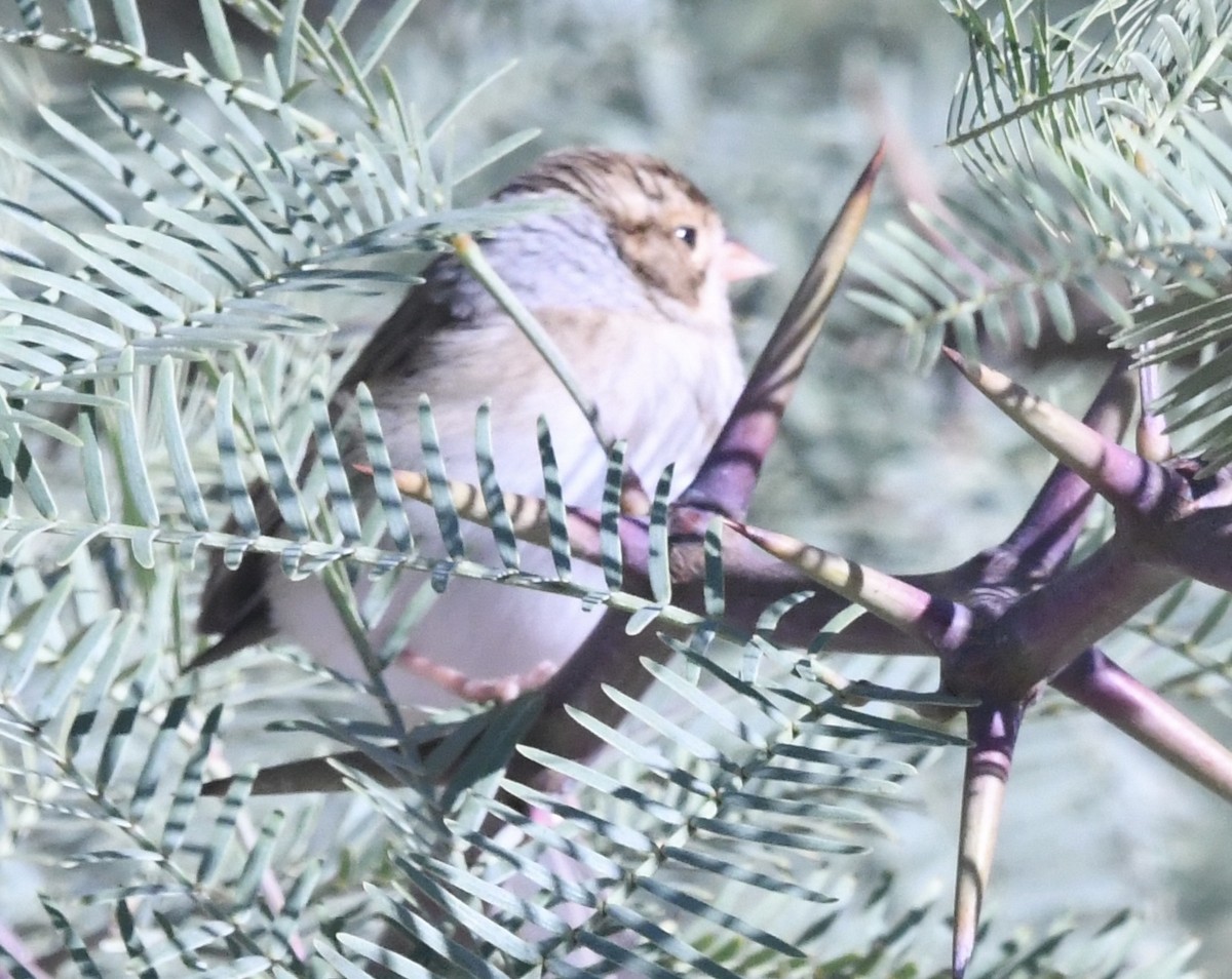 Clay-colored Sparrow - ML643589216