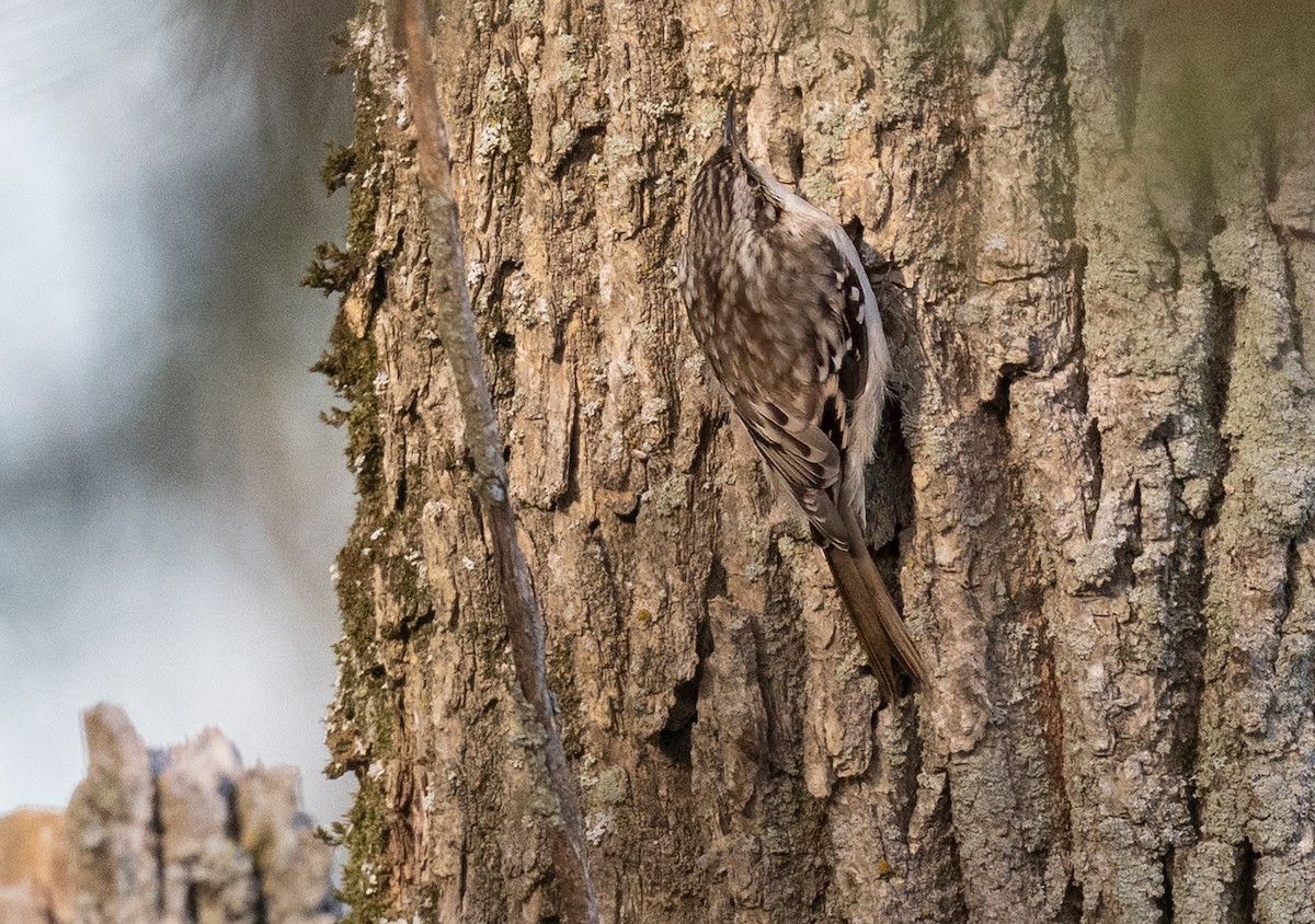 Brown Creeper - ML643589233
