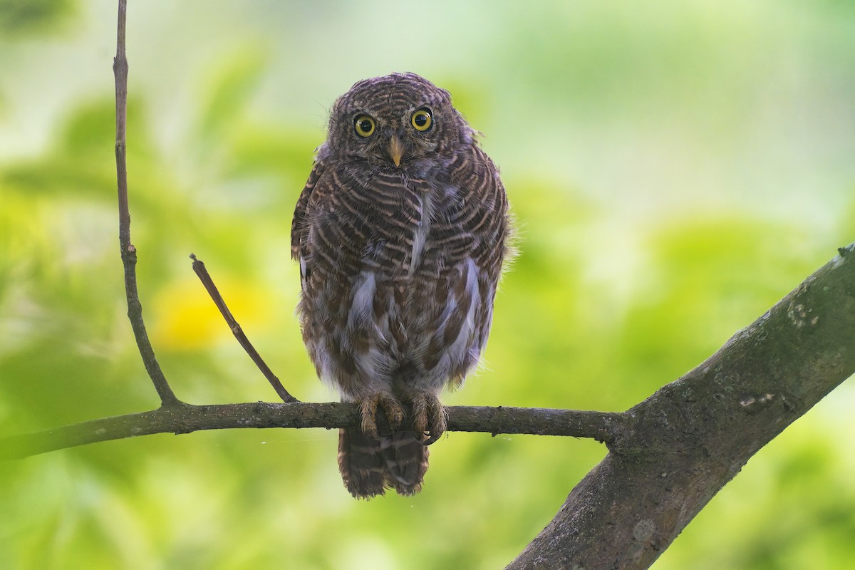 Asian Barred Owlet - ML643589263