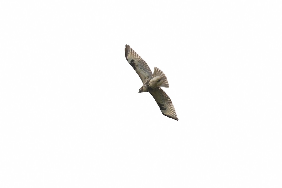 Eastern Buzzard - ML643589285