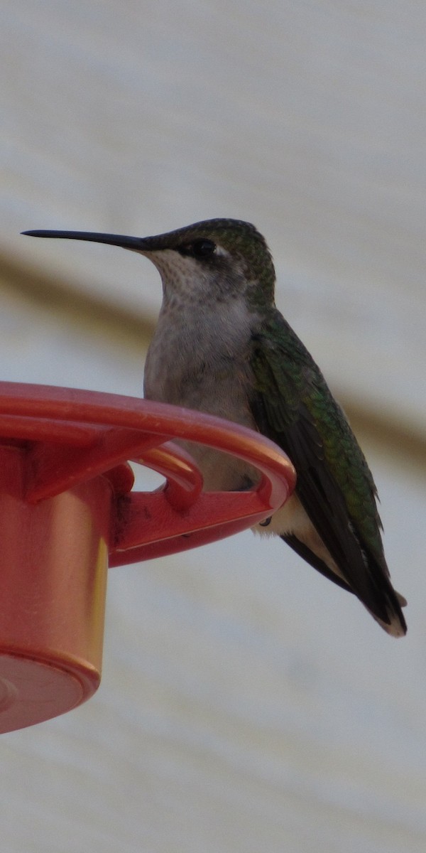 Colibrí Gorjirrubí - ML643589287