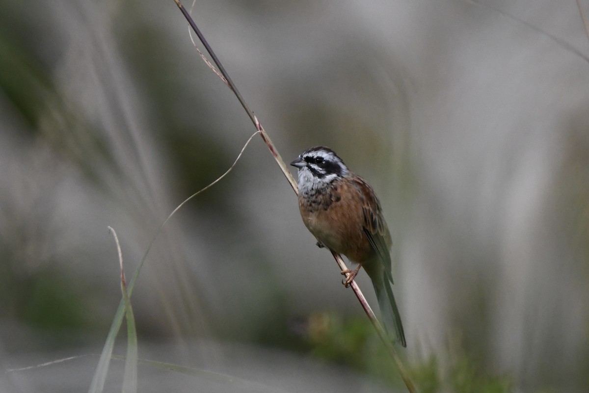 Meadow Bunting - ML643589291