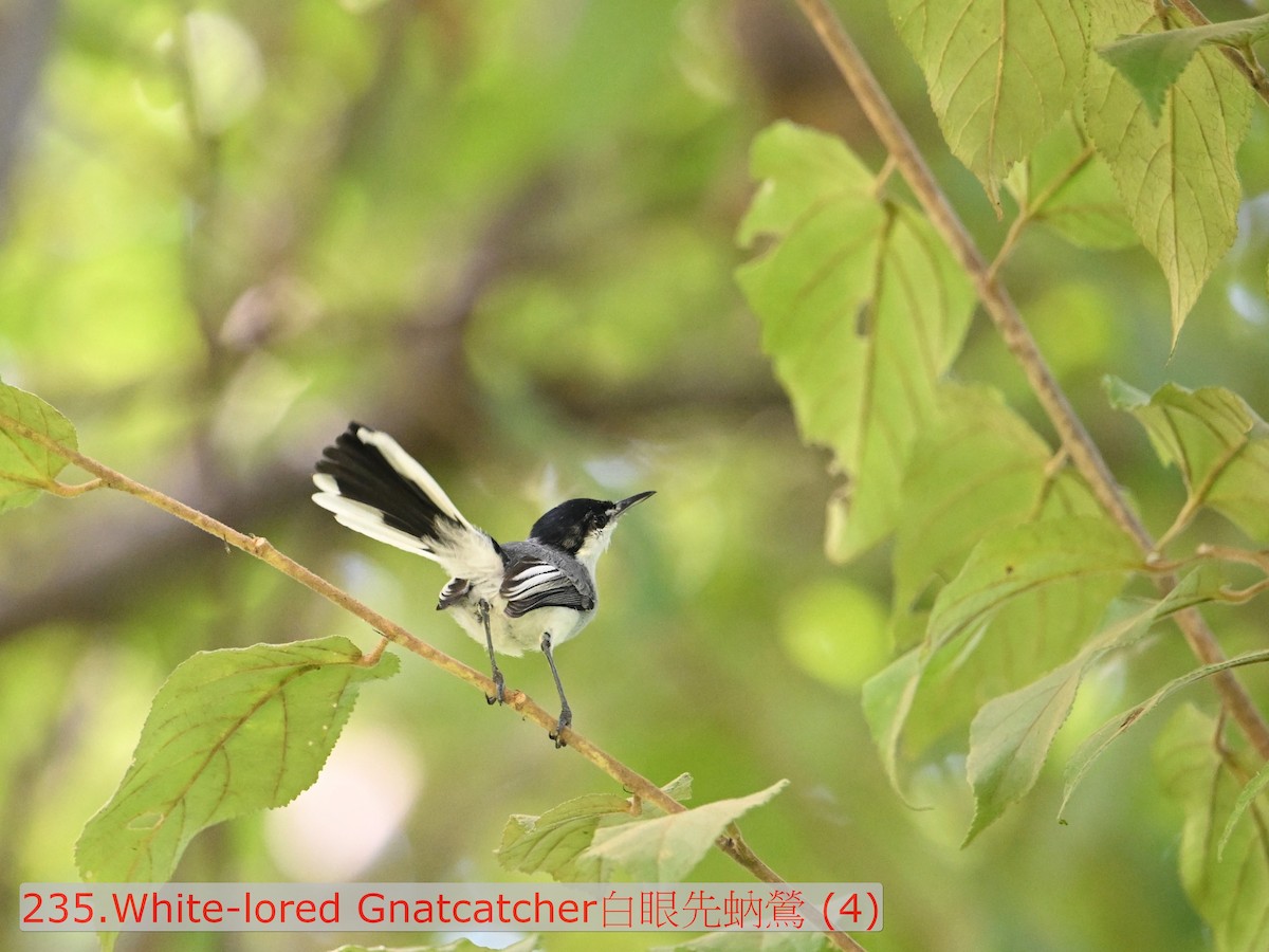 mayamyggsmett - ML643589292