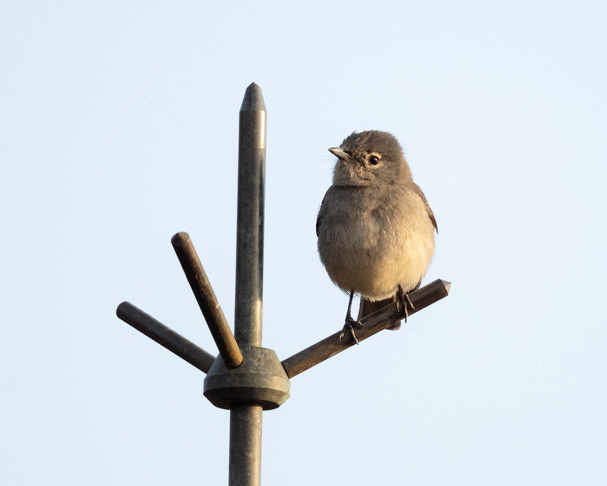 White-eyed Slaty-Flycatcher - ML643589296