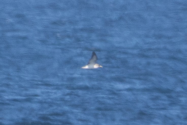 Cory's Shearwater - ML643589312