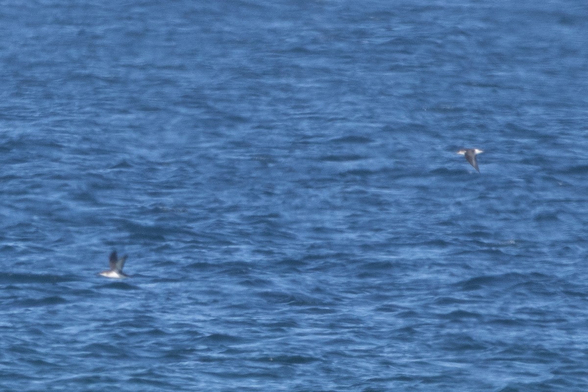 Manx Shearwater - ML643589313