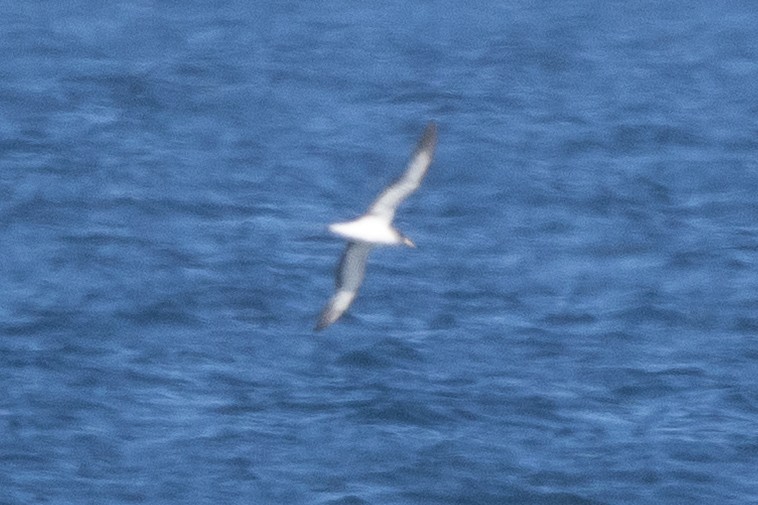 Cory's Shearwater - ML643589315