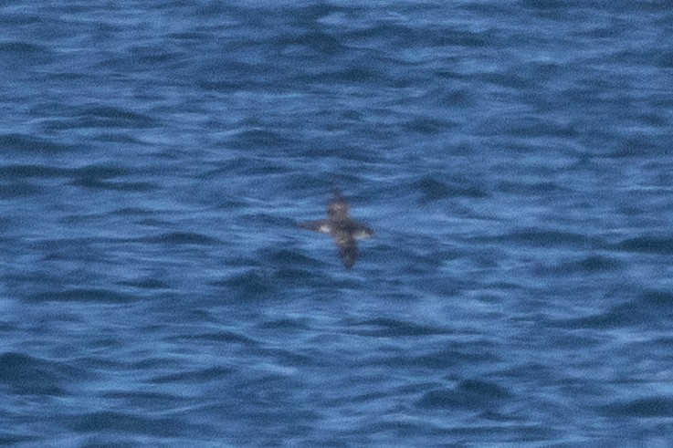 Manx Shearwater - ML643589319