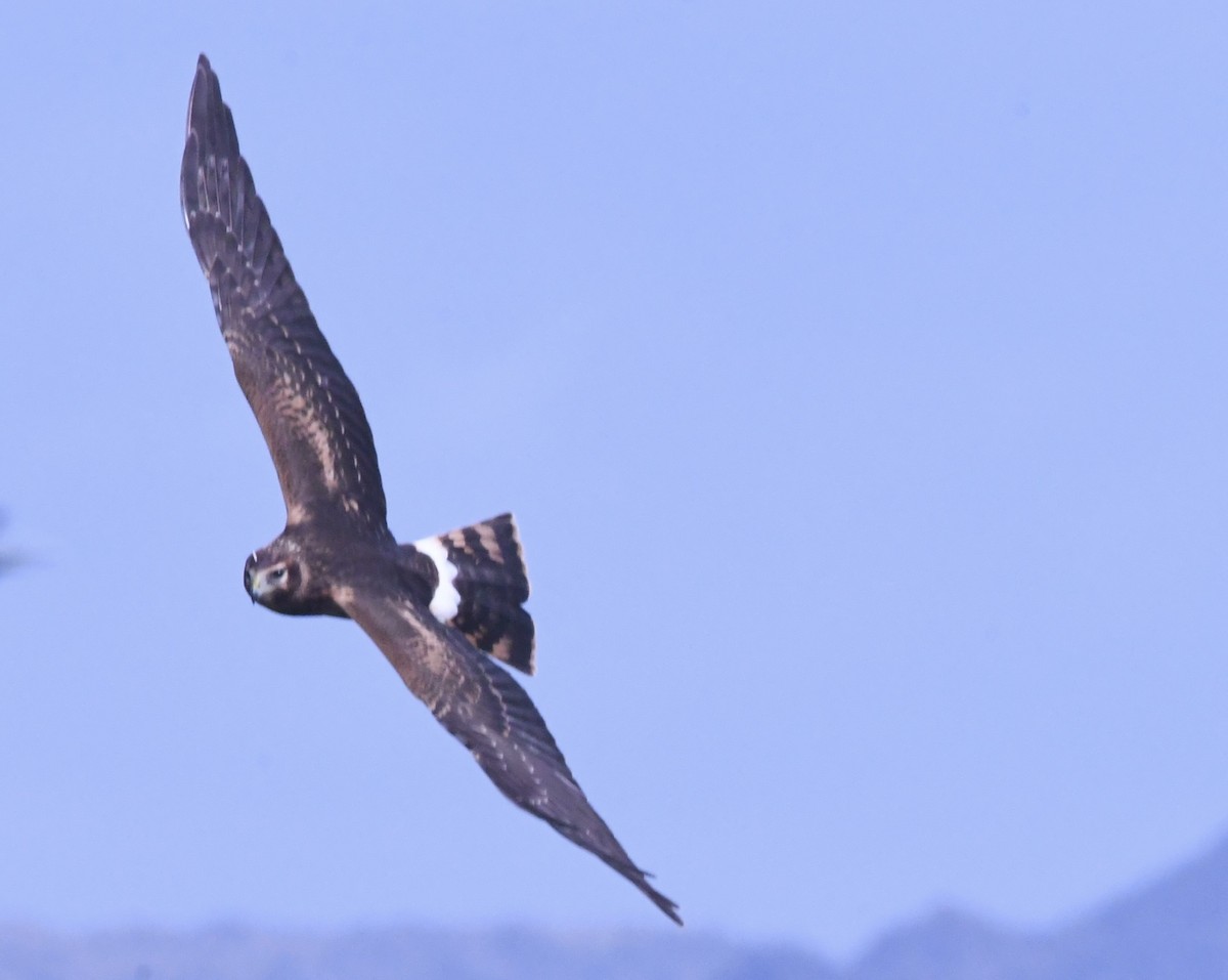 Northern Harrier - ML643589321