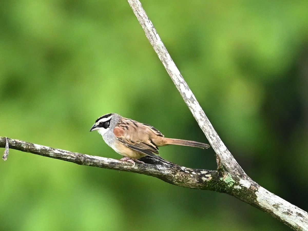 Чінголо широкобровий - ML643589332