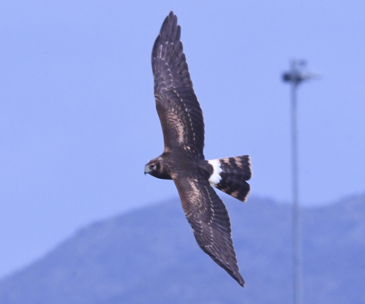 Northern Harrier - ML643589333