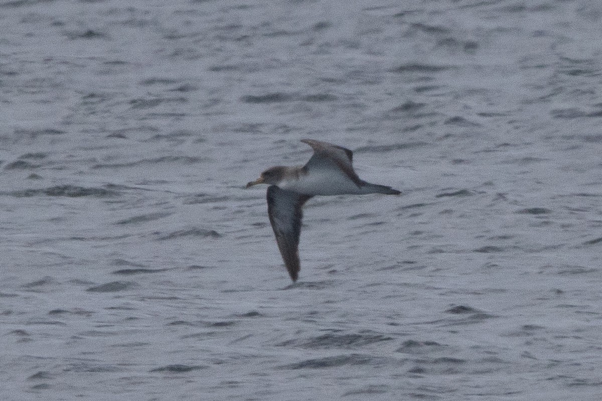 Cory's Shearwater - ML643589336