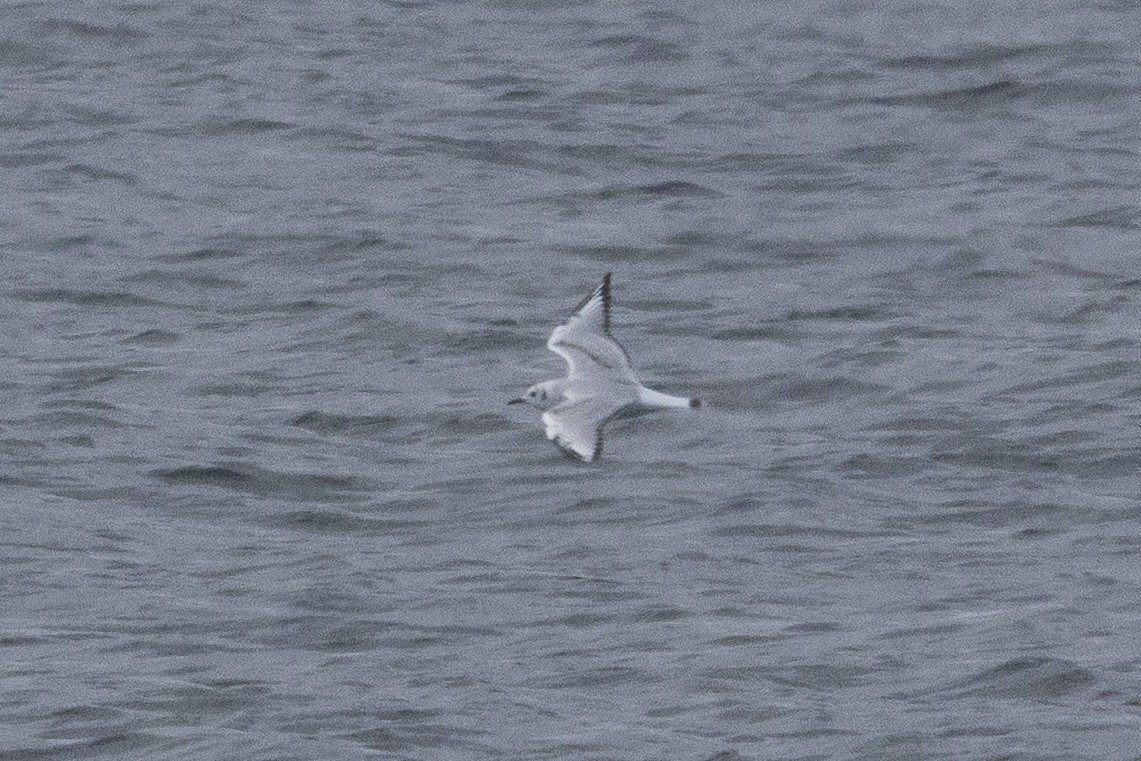 Bonaparte's Gull - ML643589337