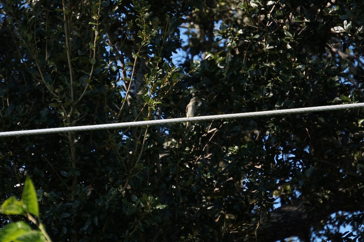 Eastern Wood-Pewee - ML643589347