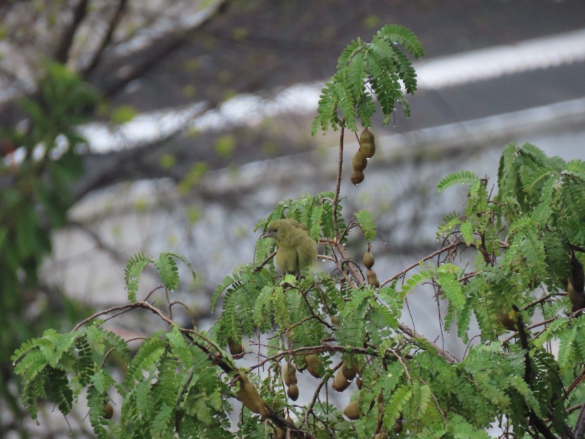 Tangara Palmera - ML643589392