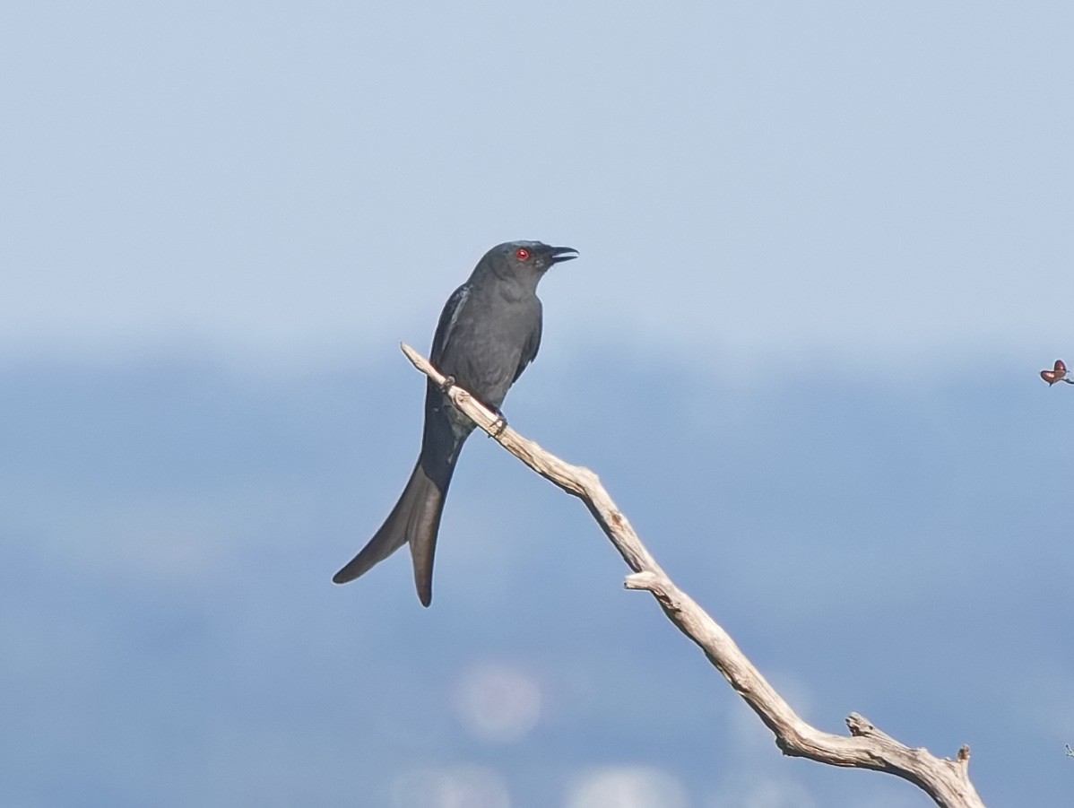 Drongo Cenizo (Grupo Longicaudatus/Grupo Leucophaeus) - ML643589404