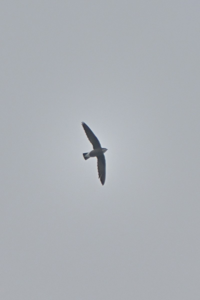 White-throated Needletail - ML643589415