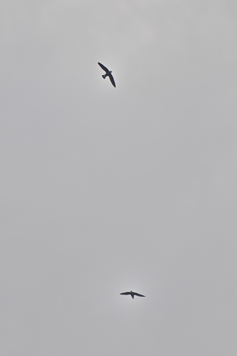 White-throated Needletail - ML643589416