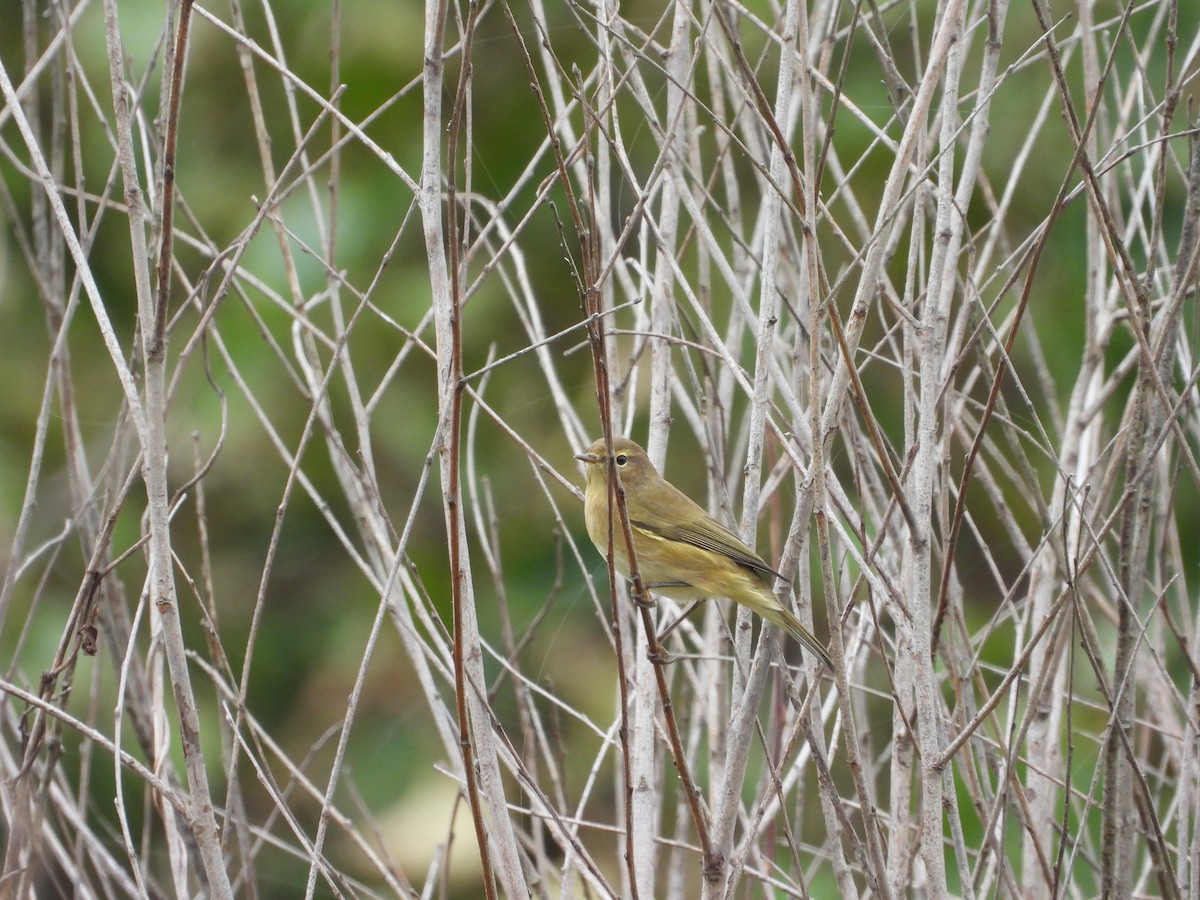 嘰喳柳鶯 - ML643589423